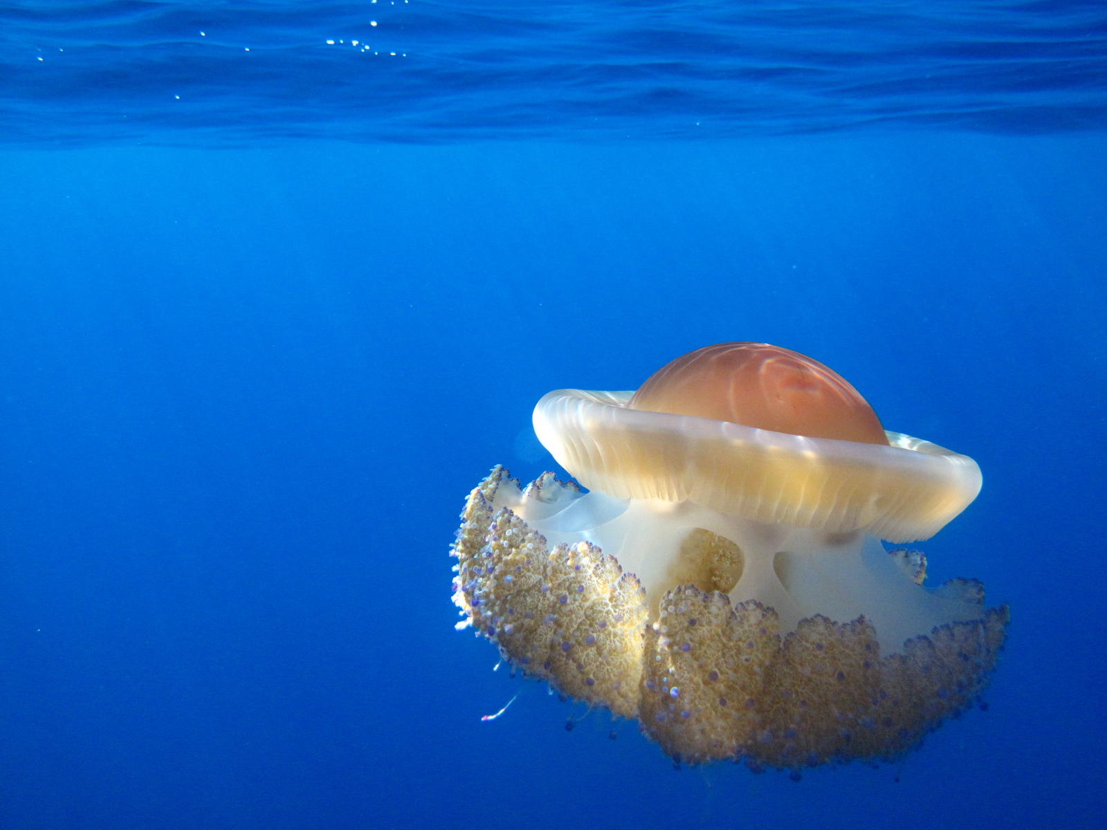 Meduse Veolia Biodiversité