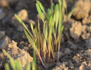 plante sur un sol dépollué