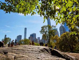 Trees in Central Park, New York, USA