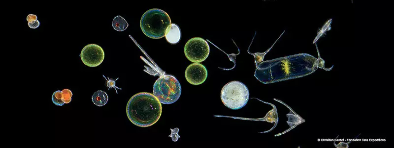 planctons - Tara expeditions