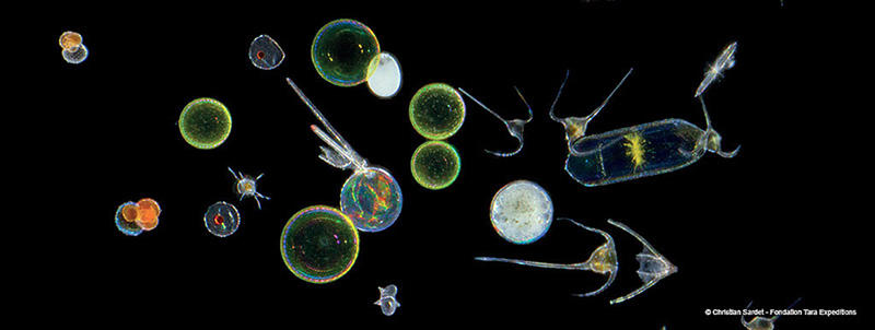 planctons - Tara expeditions