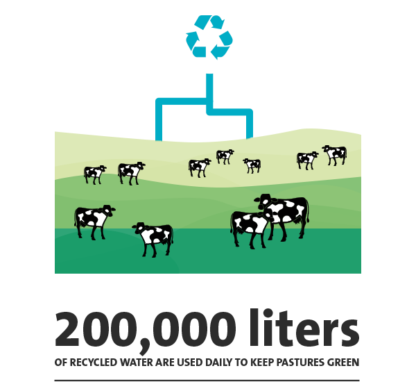 The grass is greener for cows in the UK