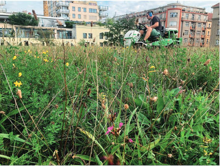 Développement biodiversité à Prague
