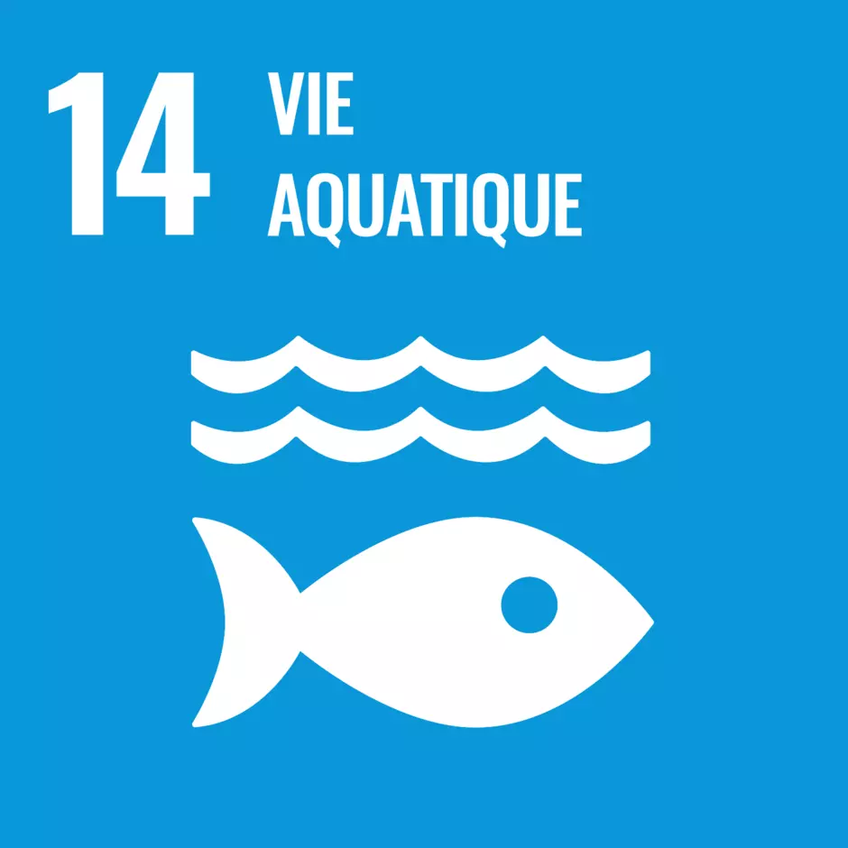 Pictogramme de l'objectif de développement durable de l'ONU : vie aquatique