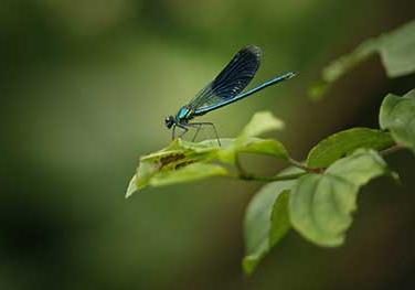 Biodiversité - insecte