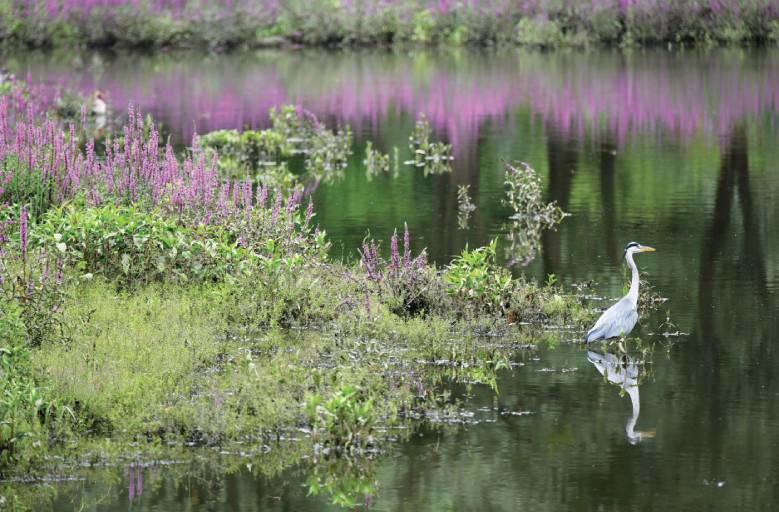 Bassin de Damoiseaux