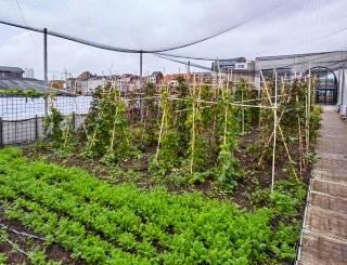 Ferme urbaine sur un toit à Bruxelles