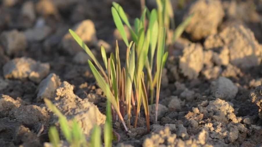 plante sur un sol dépollué
