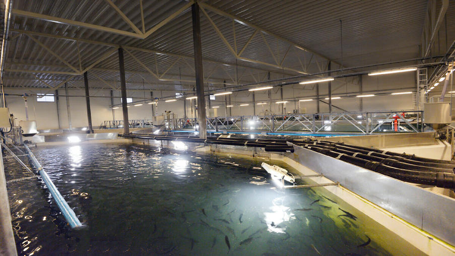 Aquaculture et réutilisation des eaux usées