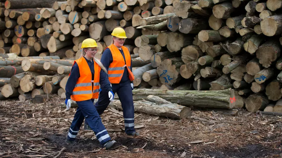 Renewable energy: the biomass